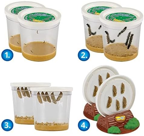 Insect Lore Butterfly Garden with Two Cups of Live Caterpillars, Life Cycle Figurines, English and Spanish Butterfly STEM Activity Journals | 10 Painted Lady Butterfly Baby Caterpillars