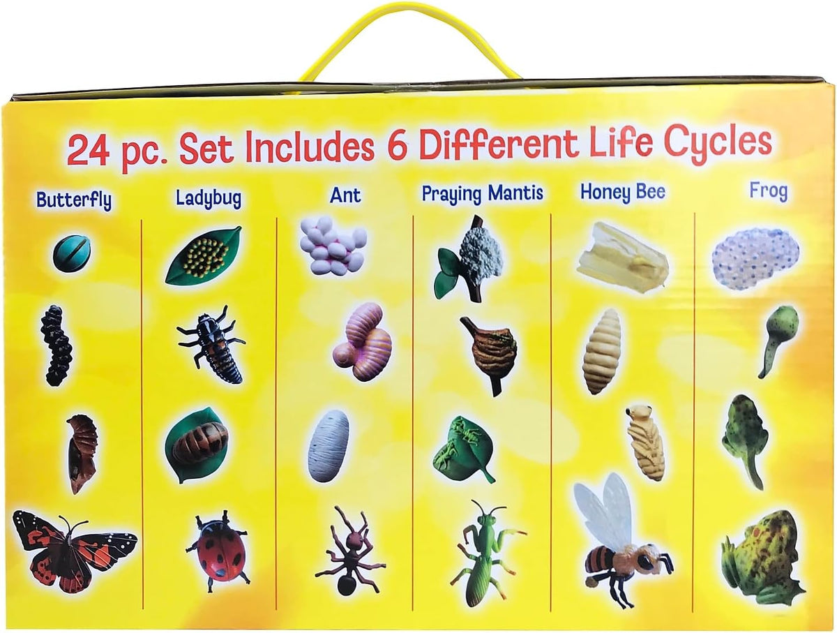 Insect Lore's Life Cycle Figurines 24 Pc Set | Butterfly, Ladybug, Frog, Honey Bee, Ant and Praying Mantis | 4 Stages Per Insect, 24 Figurines Total