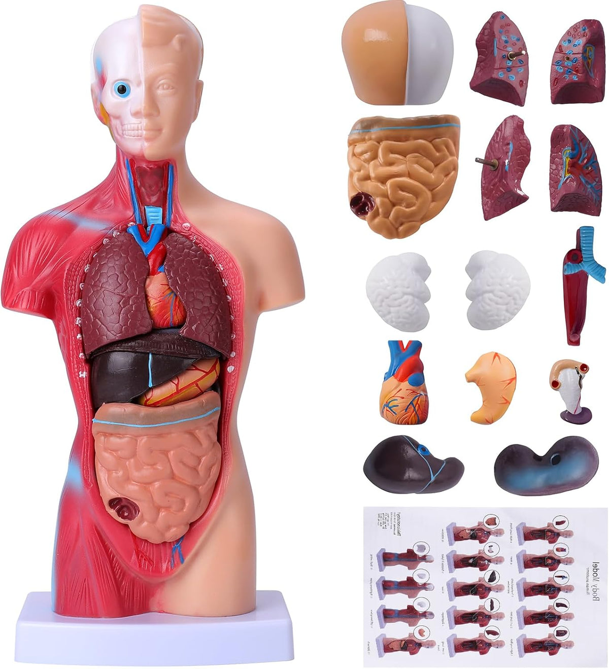 Human Body Model for Kids, 15 Pcs Removable 11 inch Human Torso Anatomy Model for for Teaching Study Class Students with Product Manual (11 inch)