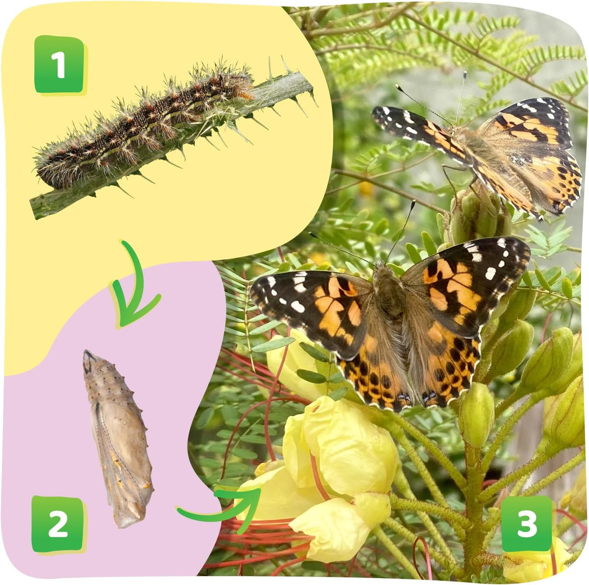 Insect Lore Raise and Release Butterfly Garden Kit – Caterpillar Habitat with redeemable Voucher – STEM-accredited Live Butterfly Growing Kit for Kids, Classrooms, and Homeschool Learning