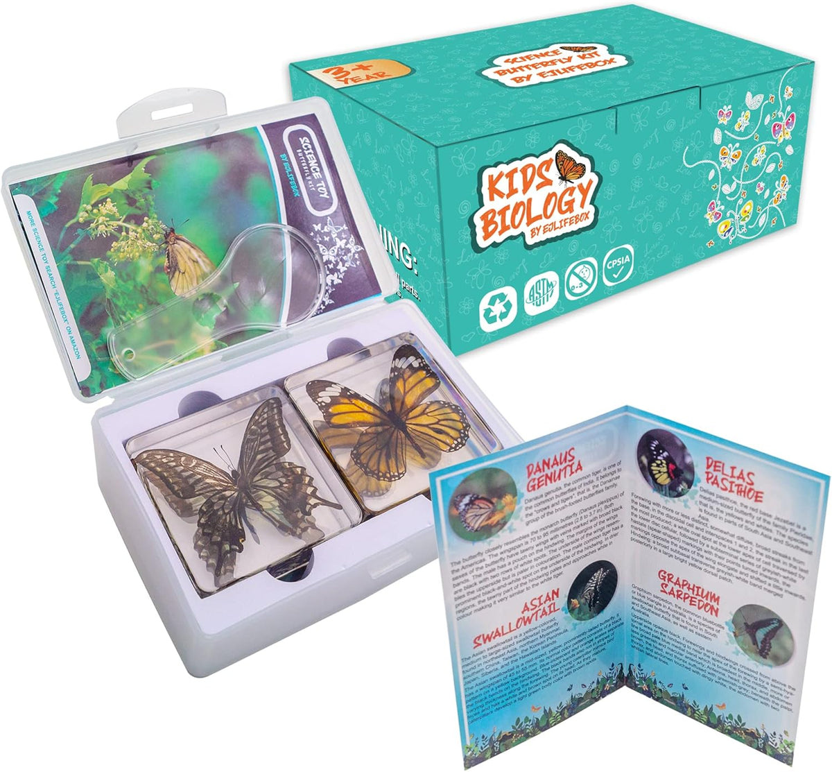 4 PCS Butterfly Specimen Set, Danaus Genutia, Graphium Sarpedon, Asian Swallowtail, Delias Pasithoe Butterfly Resin Collection Science Toys